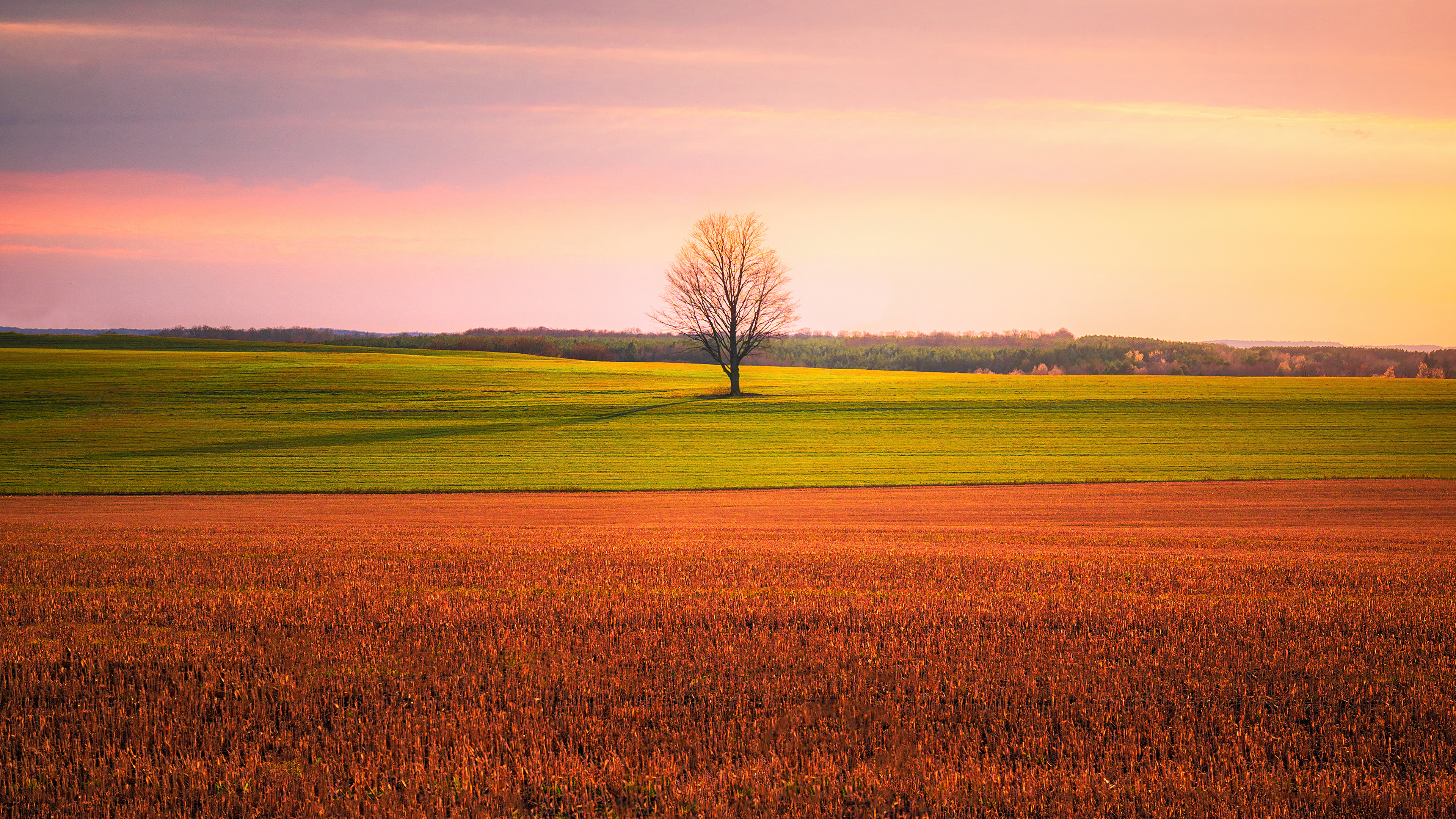 Lone tree in a field at sunset, 4K HD Wallpaper