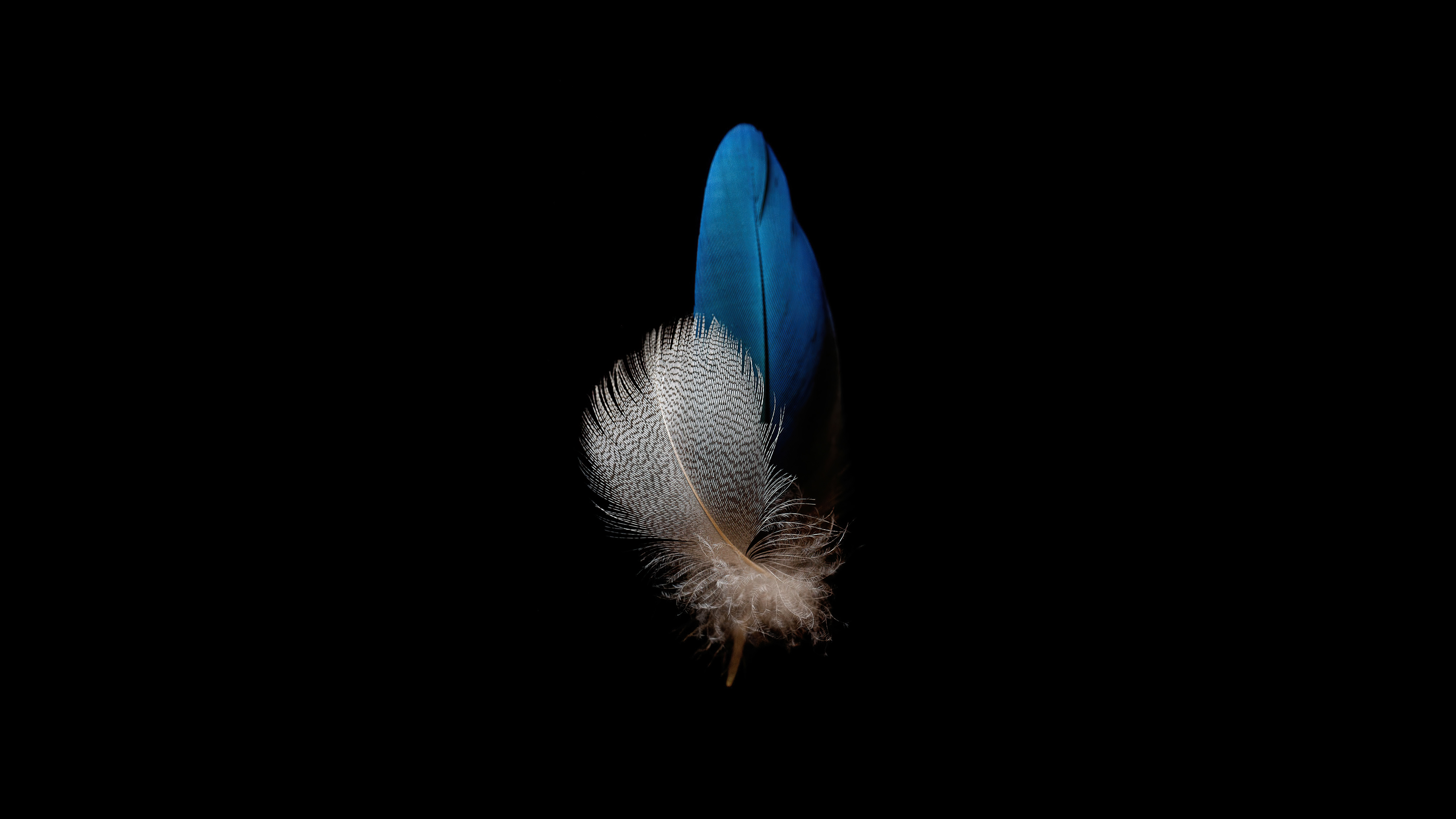 Two feathers on a black background HD Wallpaper