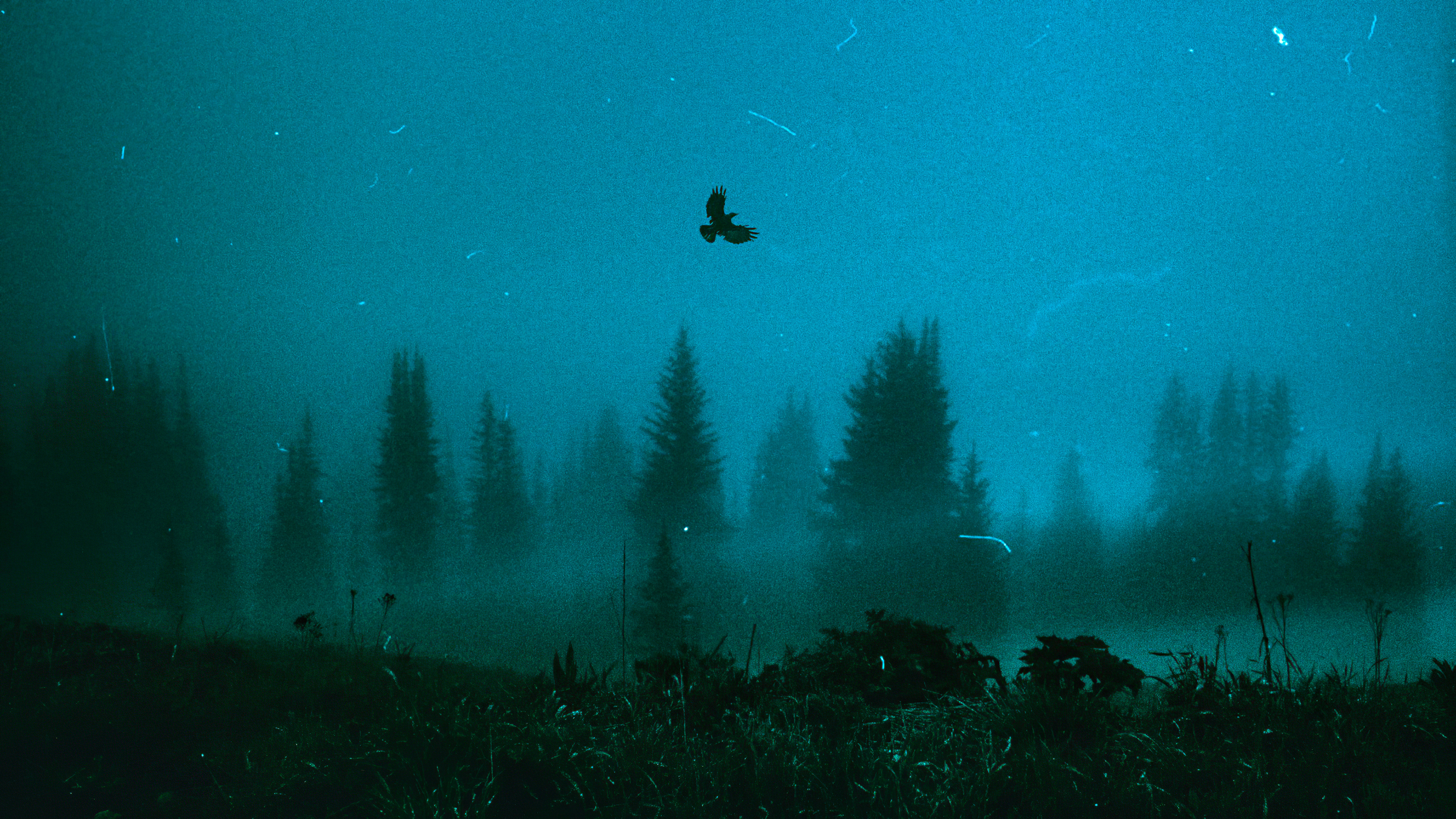 Bird flying over a misty forest HD Wallpaper