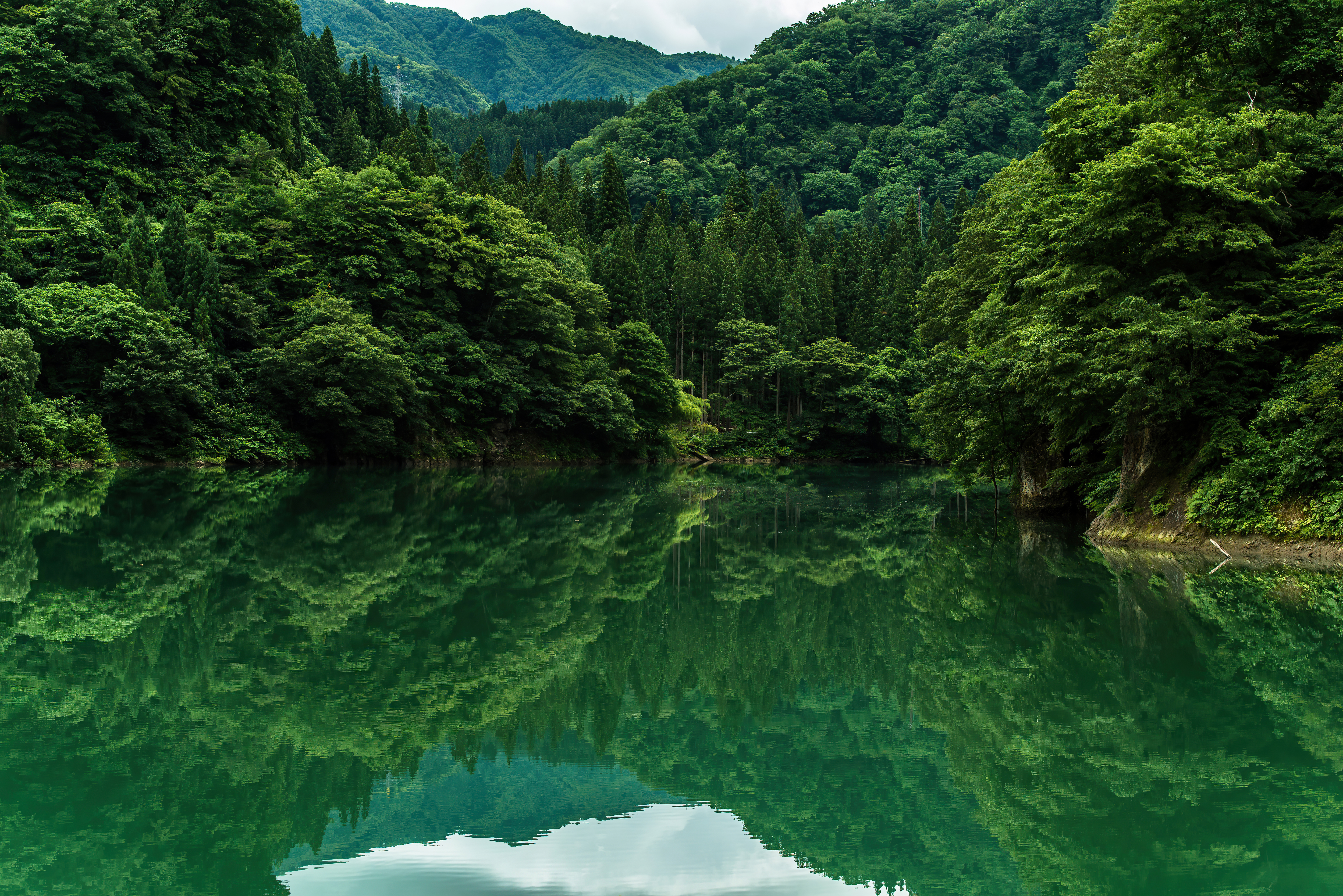 Green forest reflected in a lake HD Wallpaper