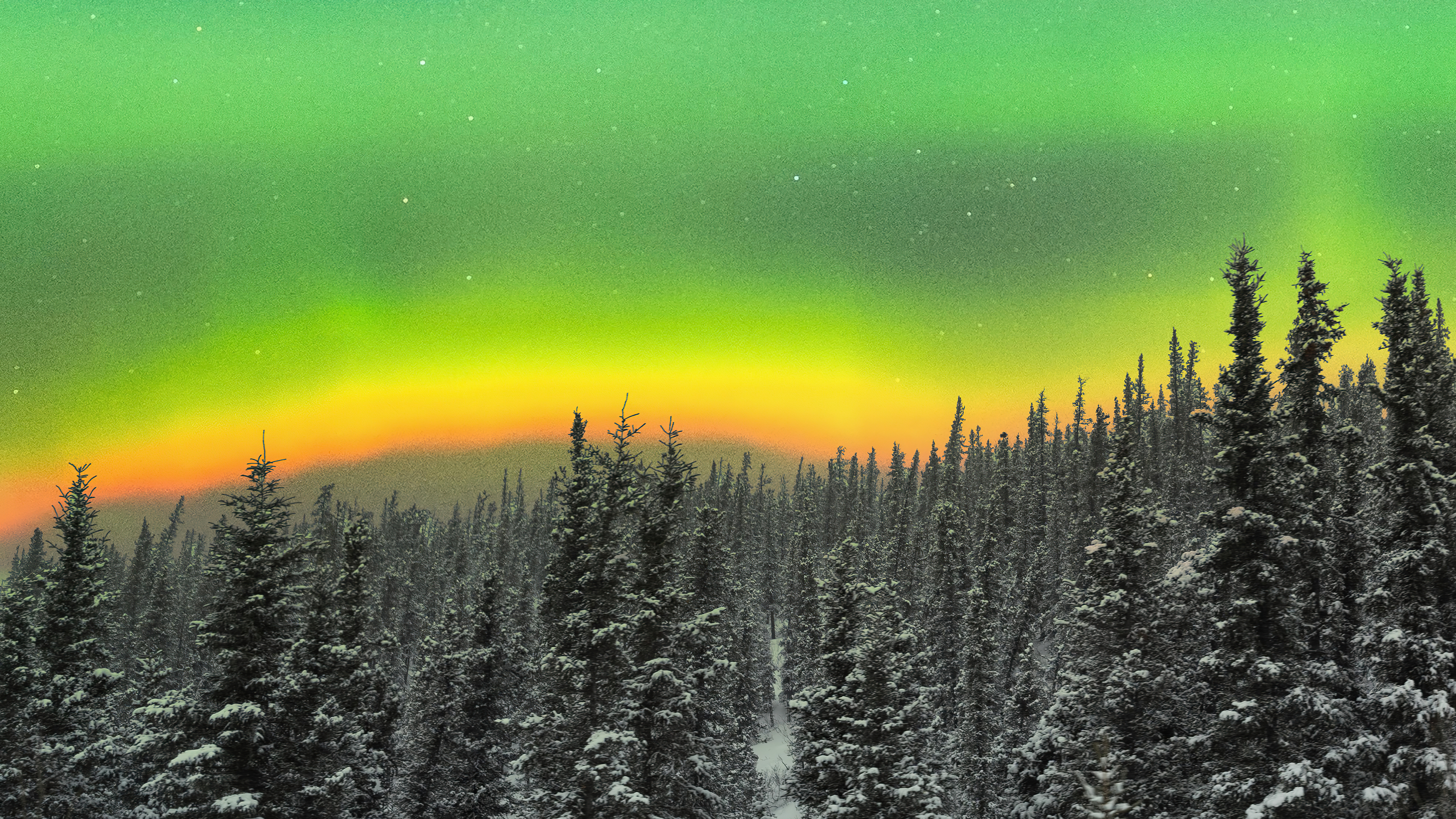 Aurora Borealis over a snowy forest HD Wallpaper