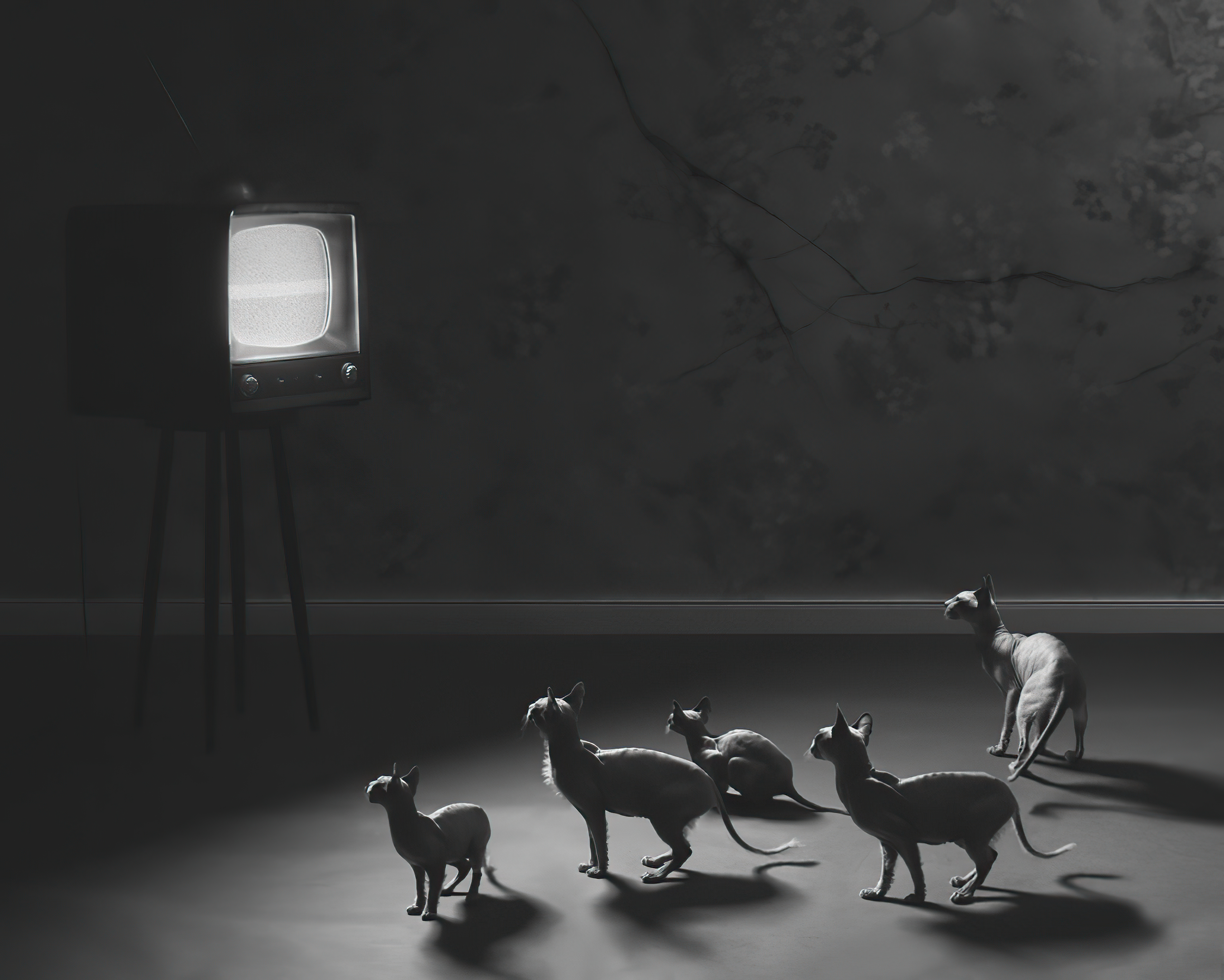 Sphynx cats watching a vintage television HD Wallpaper