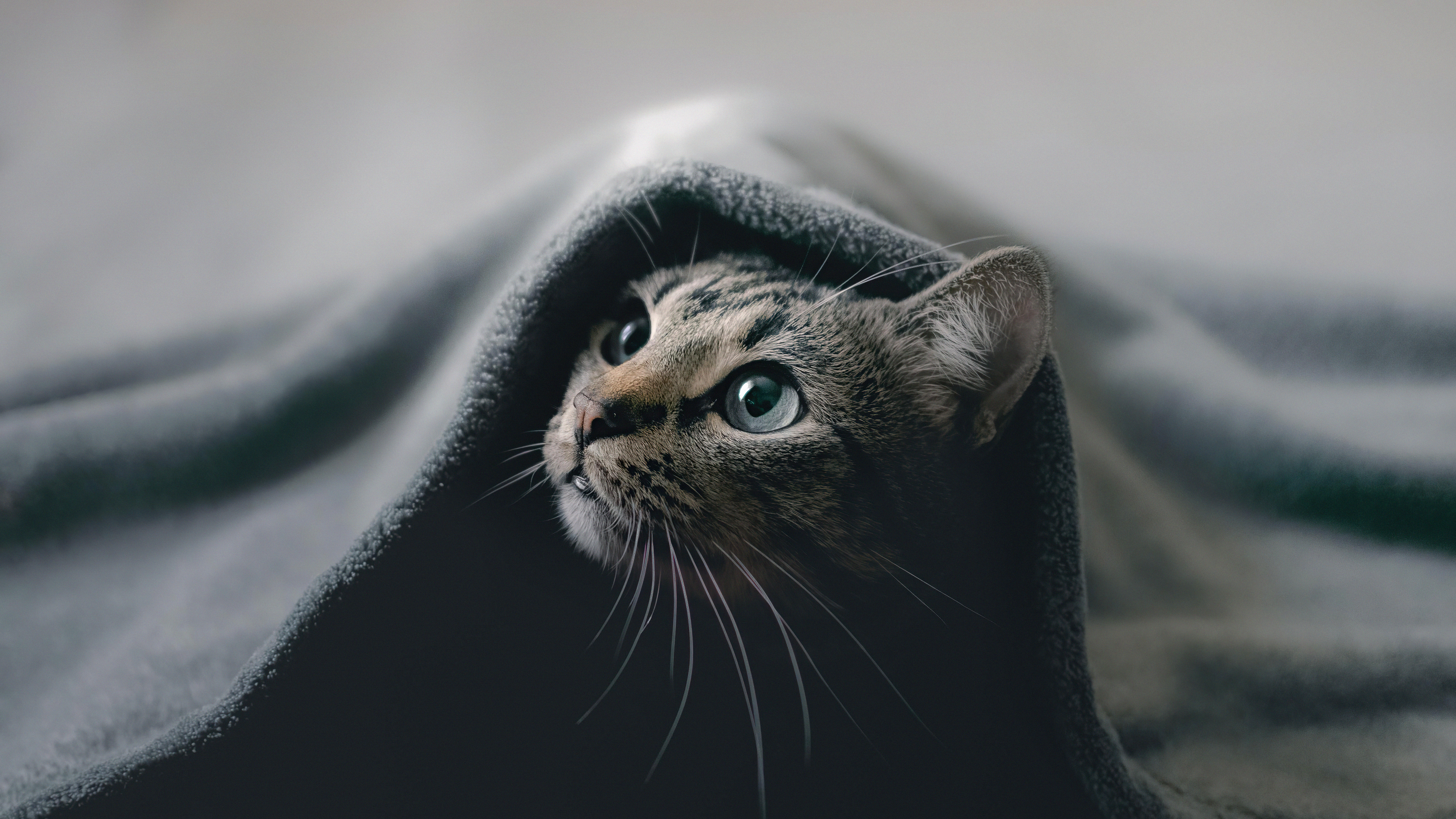 Tabby cat peeking from under a blanket HD Wallpaper