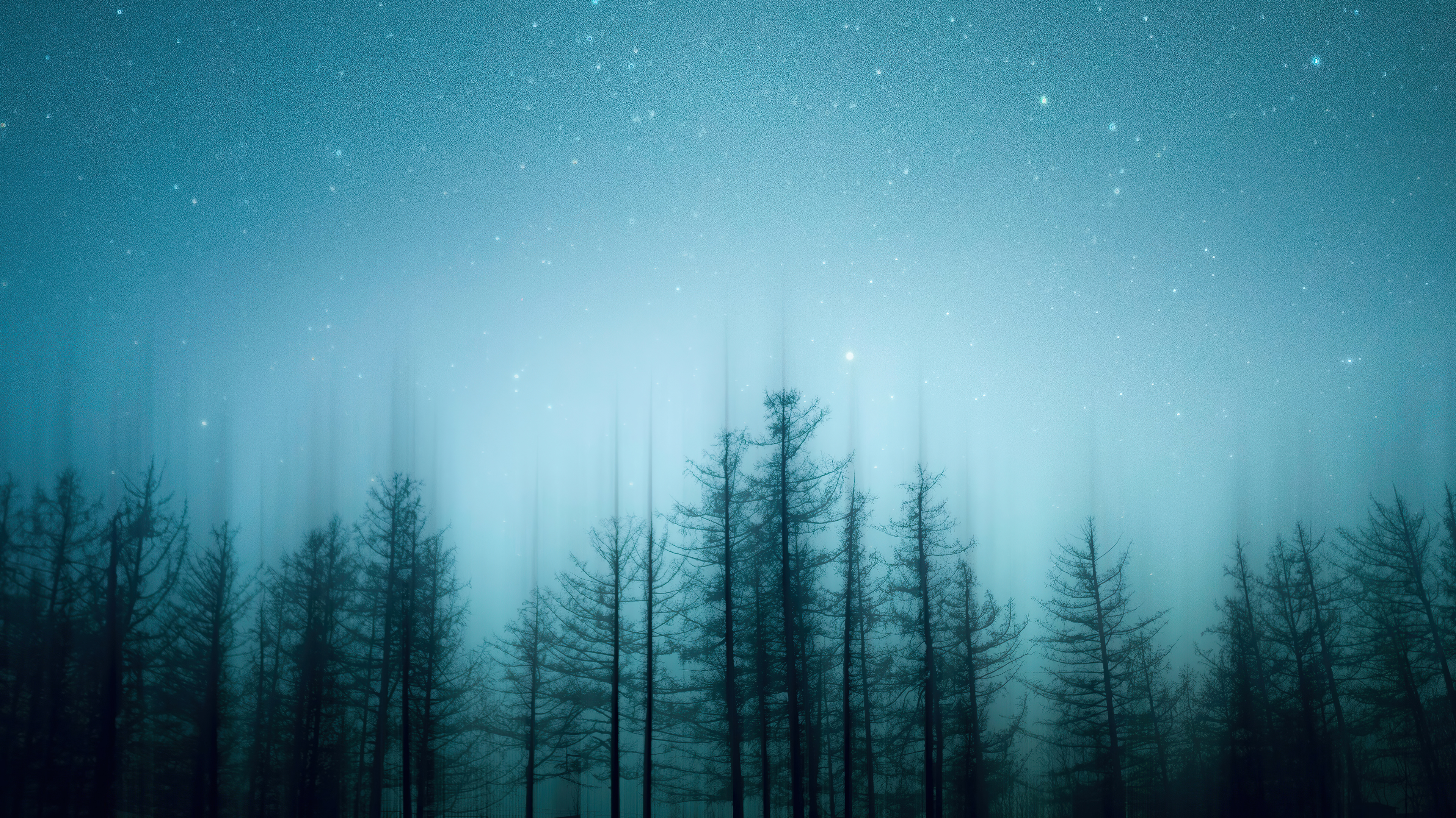Dark Forest Under a Starry Sky 4K HD Wallpaper