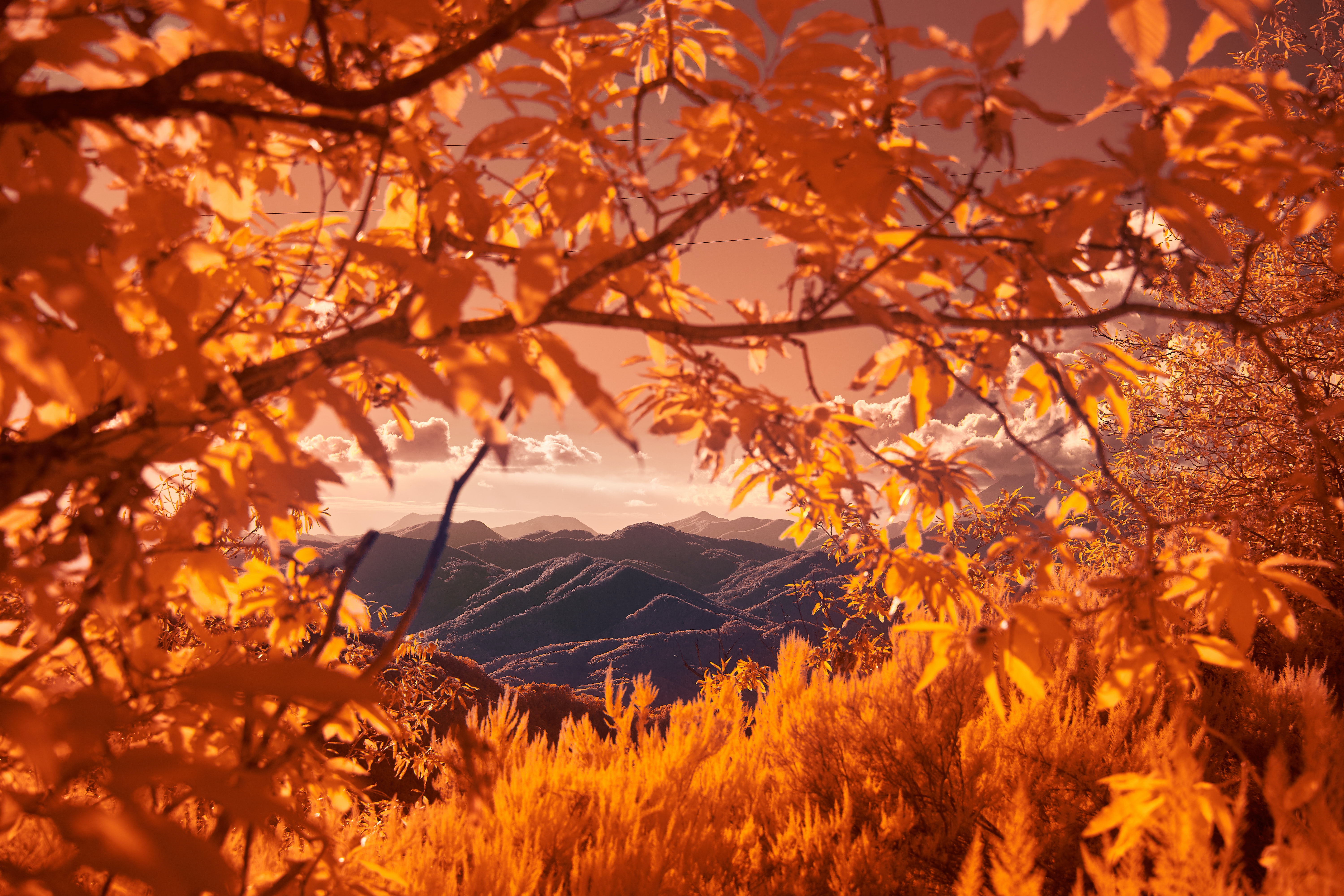 Autumn mountains with orange foliage HD Wallpaper