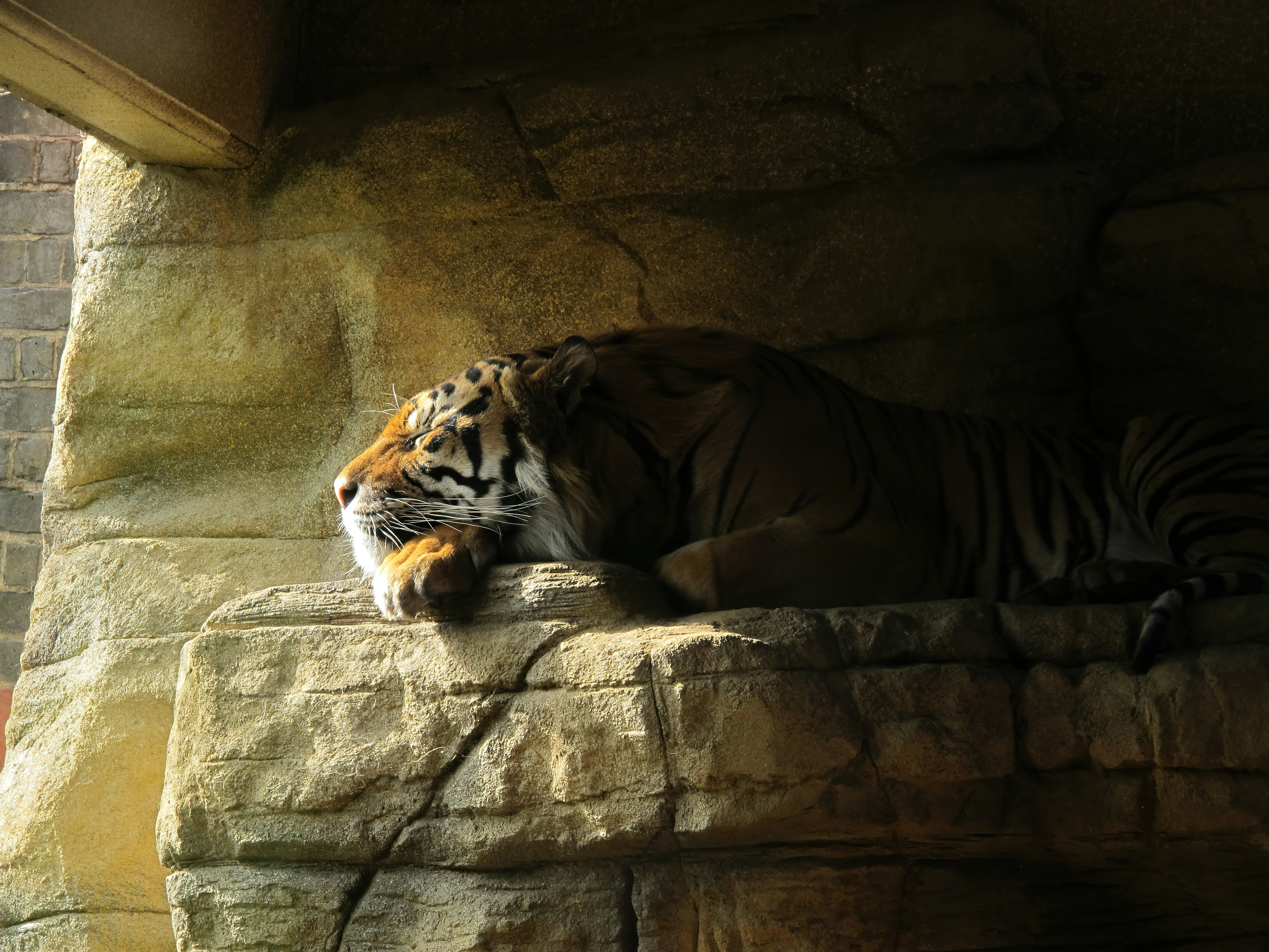 Tiger sleeping on rocks in a cave HD Wallpaper