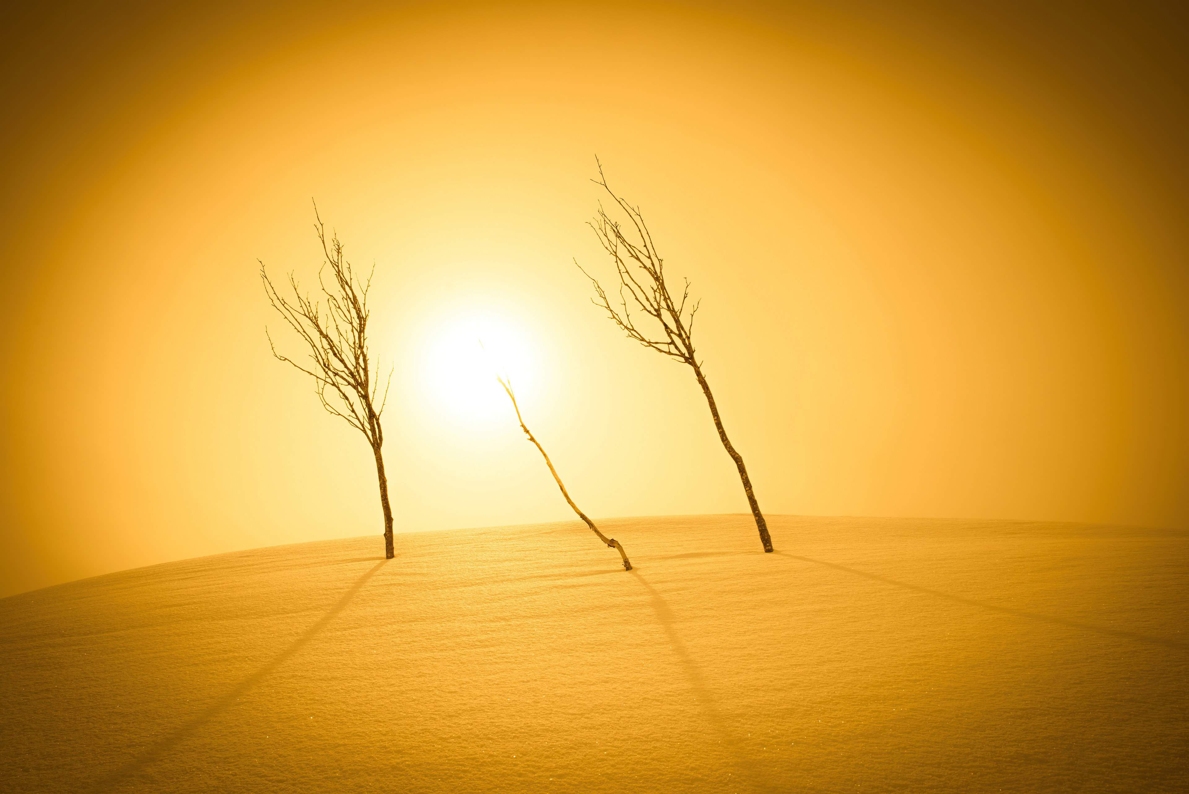 Two bare trees in a desert landscape at sunset HD Wallpaper
