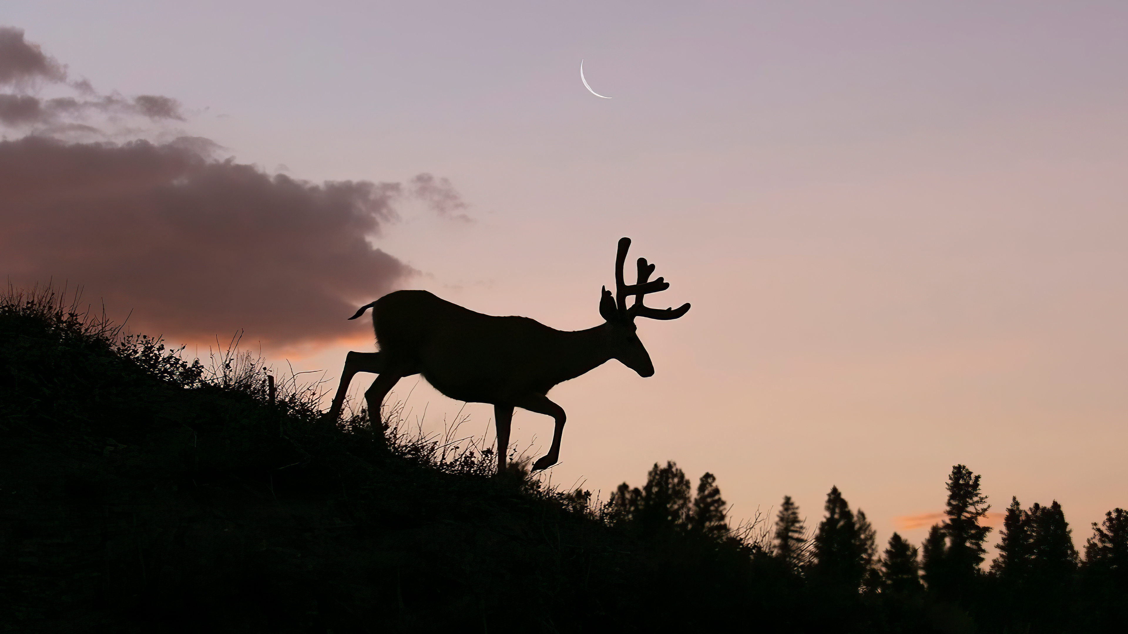 Silhouette of a deer at sunset with crescent moon HD Wallpaper
