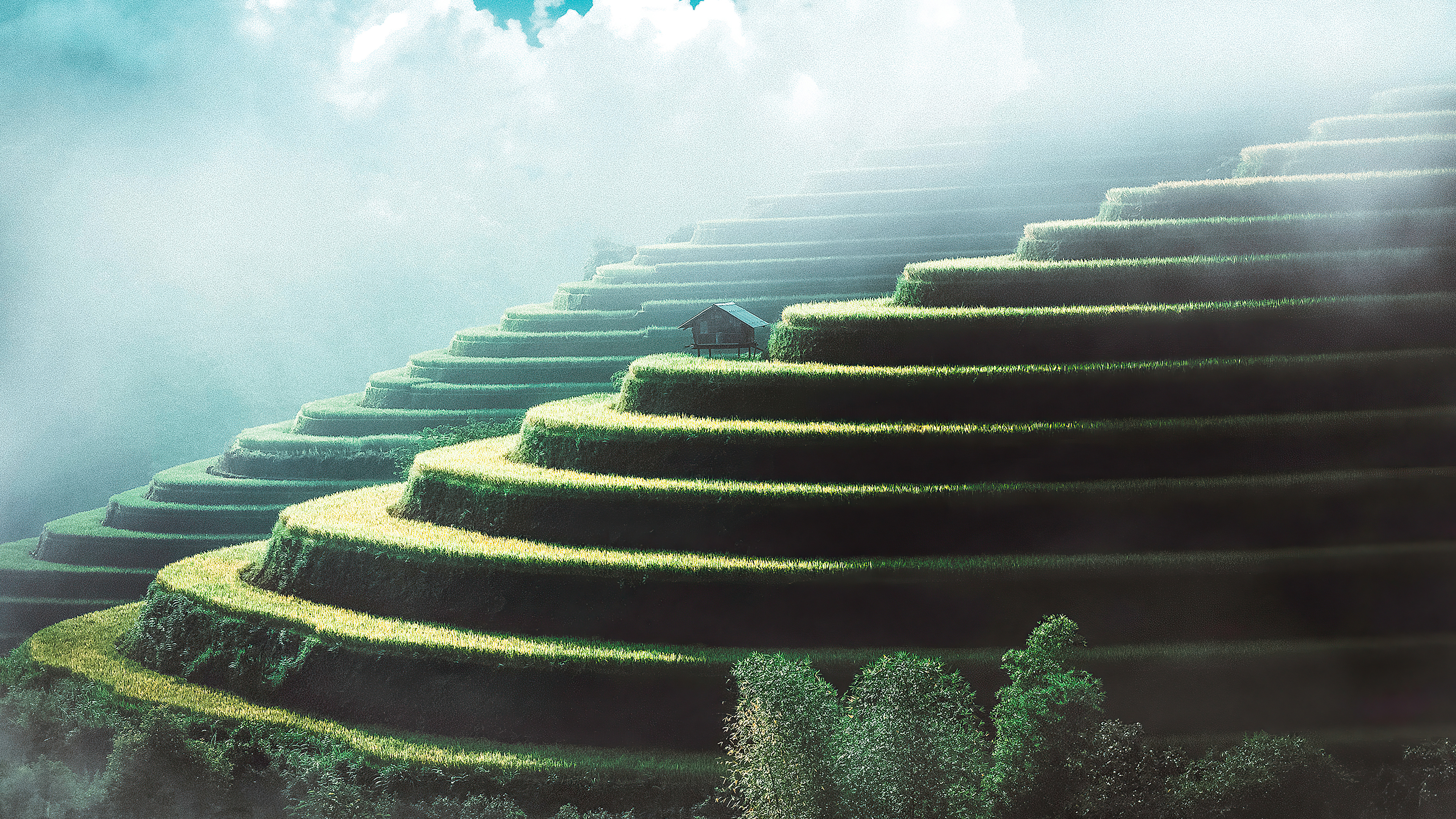 Terraced rice fields with a small hut HD Wallpaper