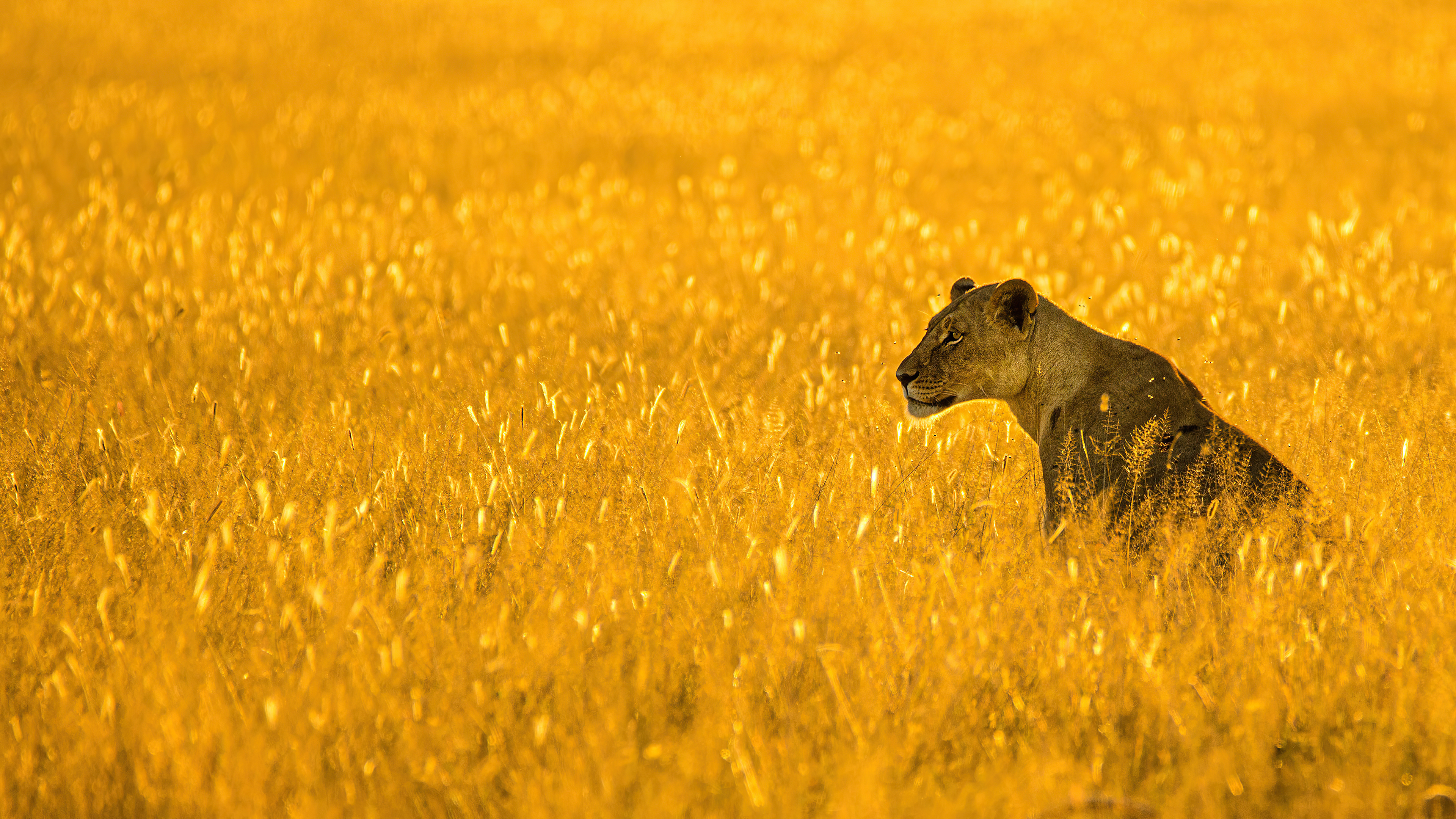 Lioness in golden field 4K HD Wallpaper