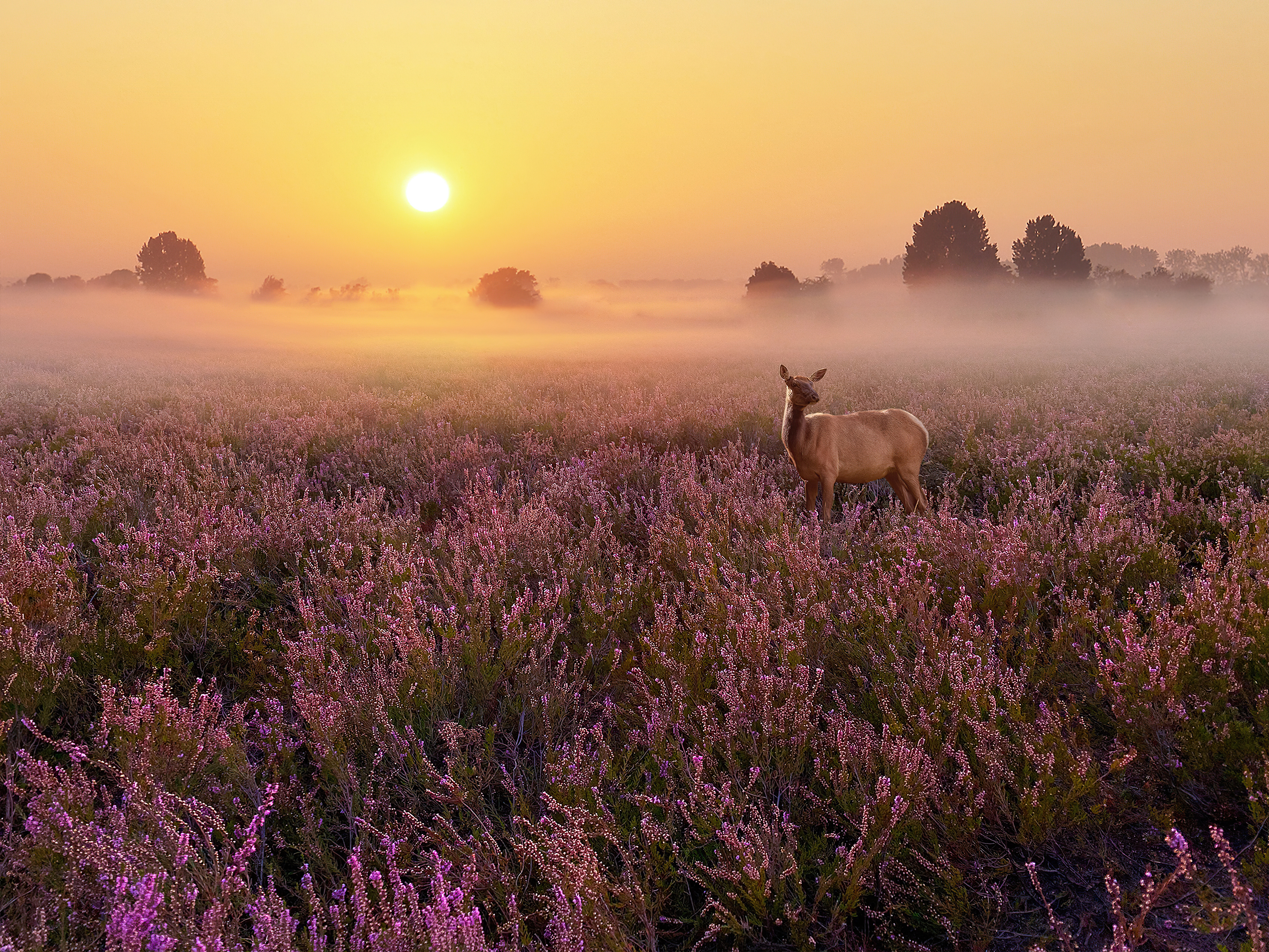 Deer in a field of heather at sunrise HD Wallpaper