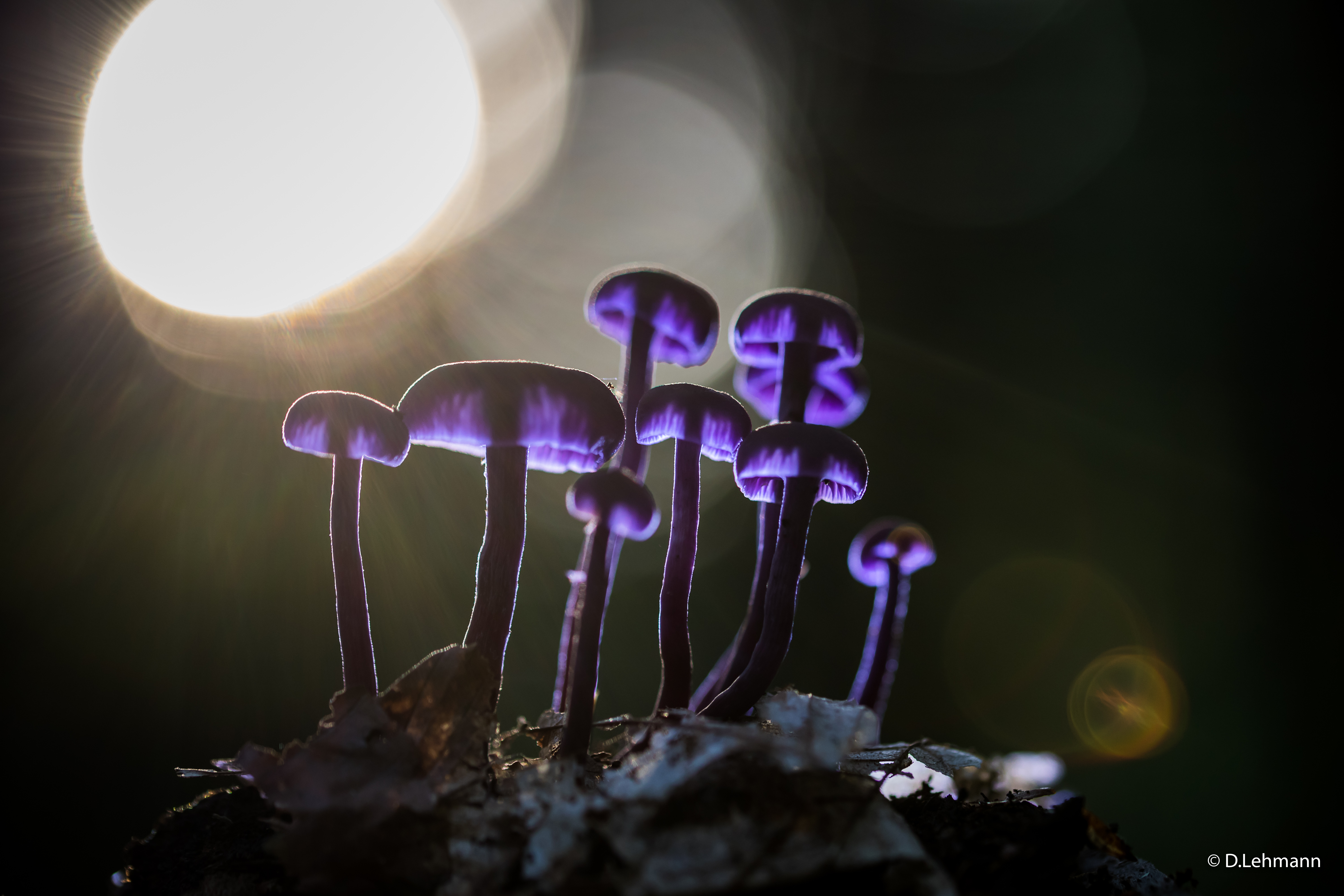 Purple mushrooms backlit by sunlight HD Wallpaper