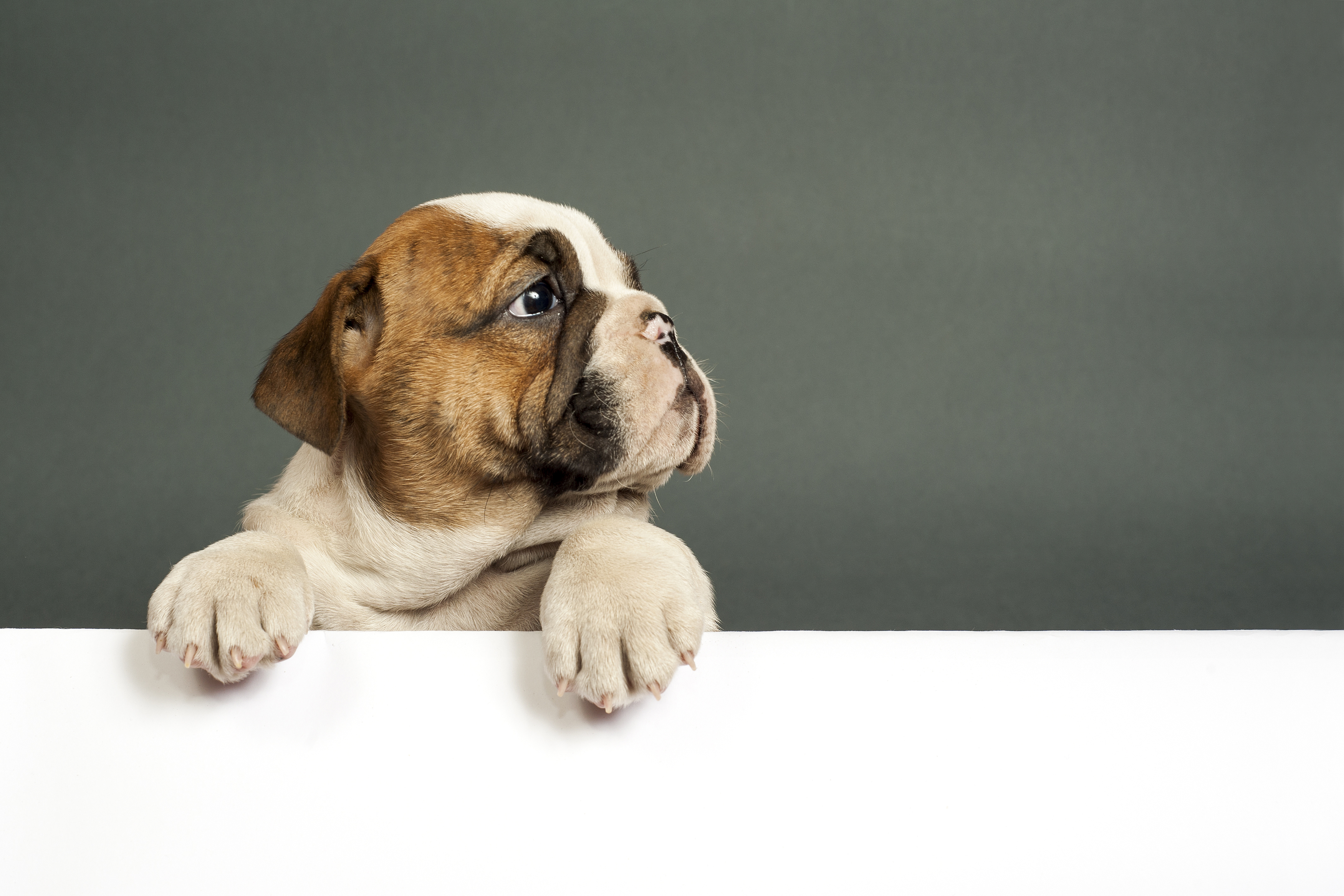 Bulldog puppy on a white surface HD Wallpaper