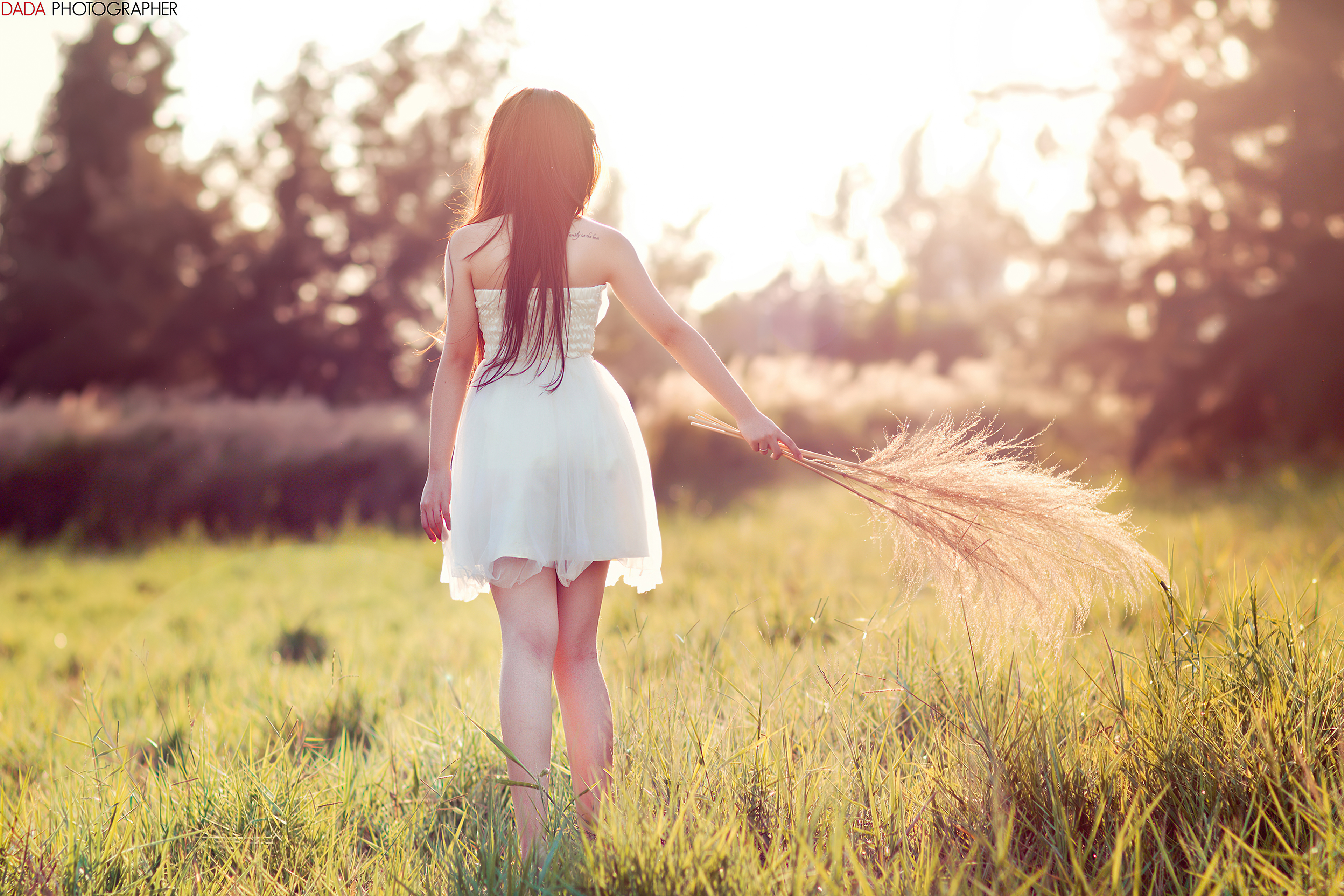 Girl in white dress holding reeds in a field HD Wallpaper