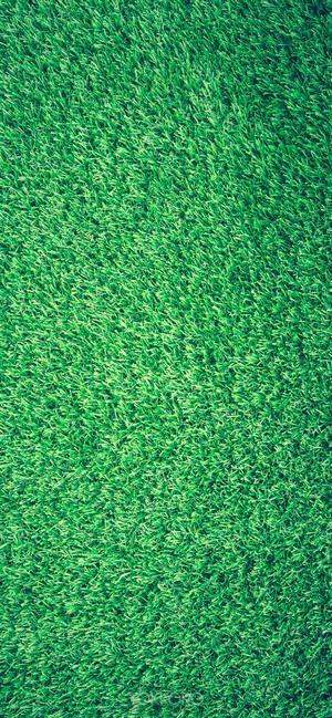 Green grass texture