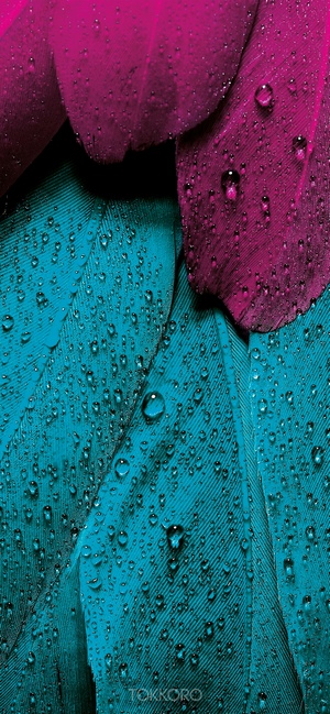 Close-up of wet pink and teal feathers