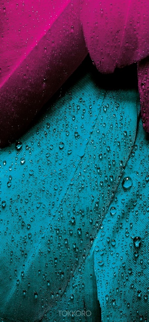 Close-up of wet magenta and teal feathers