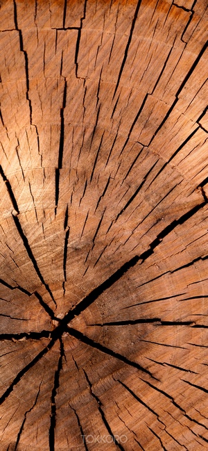 Close-up of a cracked wood log cross-section