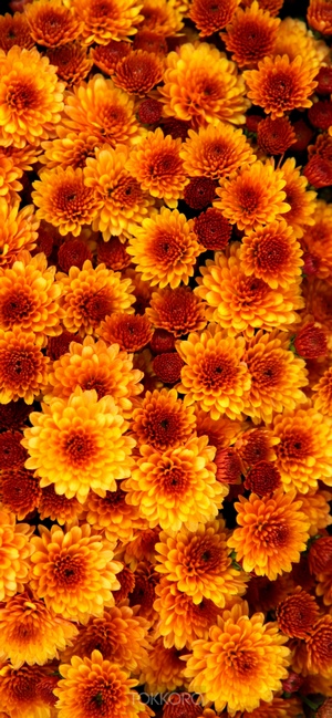 Close-up of orange and red chrysanthemums