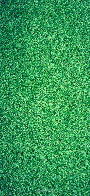 Green grass texture