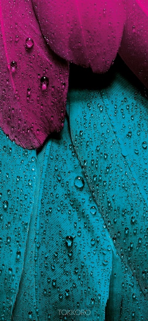 Close-up of wet pink and teal feathers