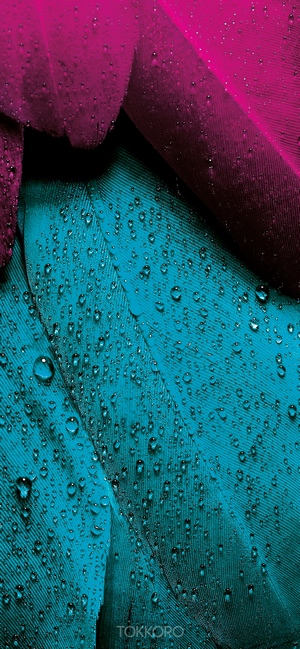 Close-up of wet magenta and teal feathers