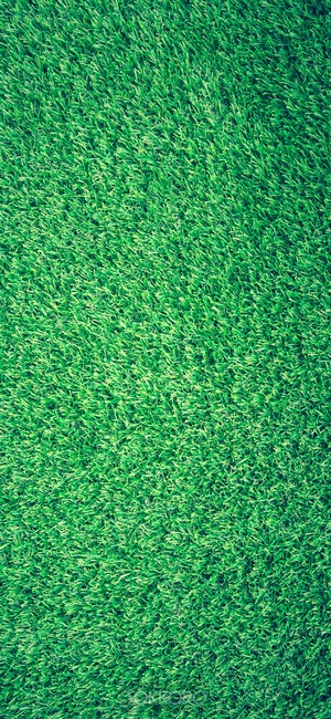 Green grass texture