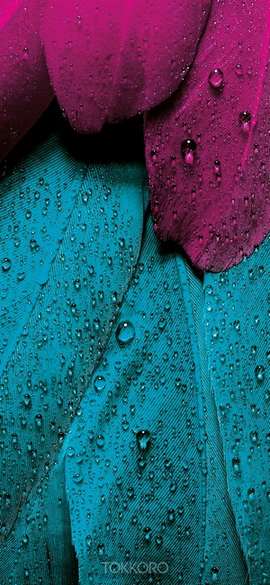 Close-up of wet magenta and teal feathers