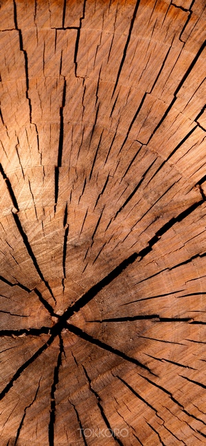Close-up of a cracked wood log cross-section