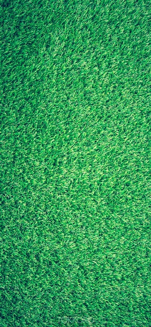 Green grass texture
