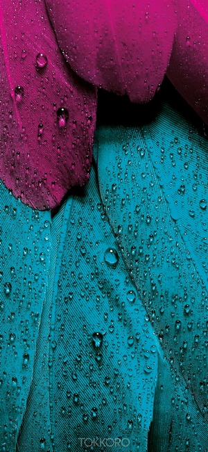 Close-up of wet magenta and teal feathers