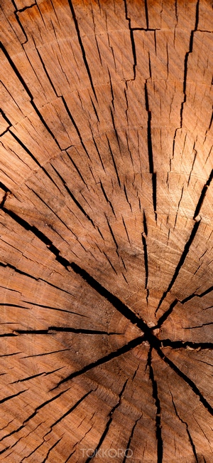 Close-up of a cracked wood log cross-section