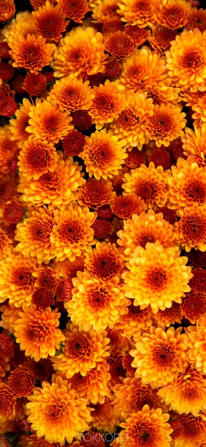 Close-up of orange and red chrysanthemums