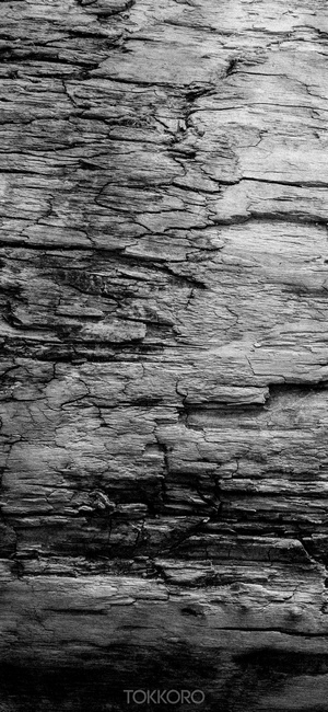 Close-up of weathered wood grain texture
