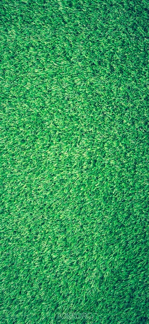 Green grass texture