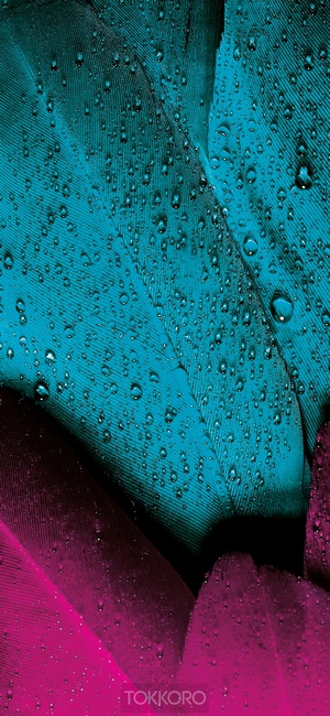 Close-up of teal and pink feathers with water droplets