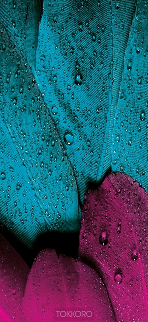 Close-up of wet teal and magenta feathers