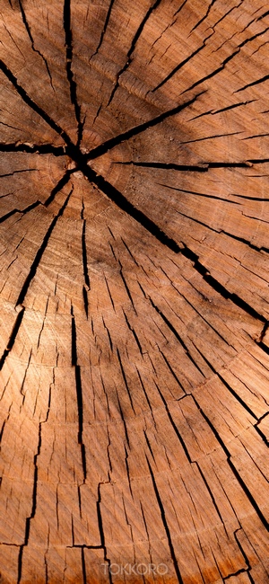 Close-up of a cracked wood log cross-section