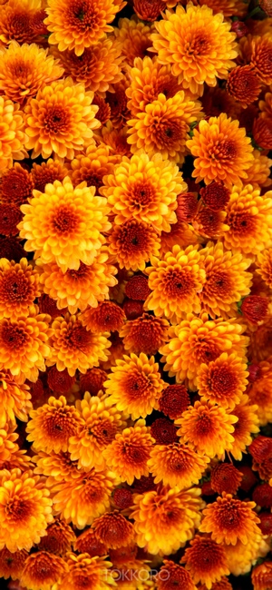 Orange and red chrysanthemum flowers close-up