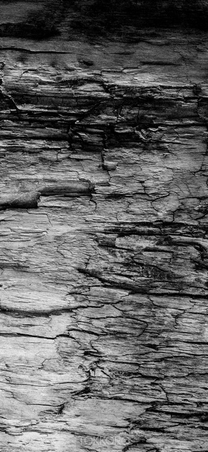 Close-up of cracked wood texture