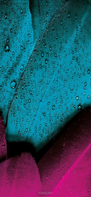Close-up of wet teal and magenta feathers