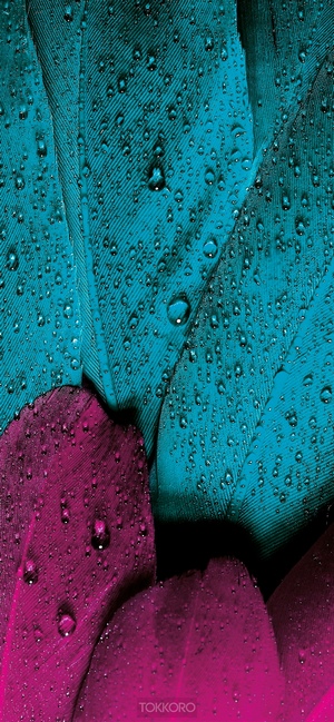 Close-up of wet teal and magenta feathers