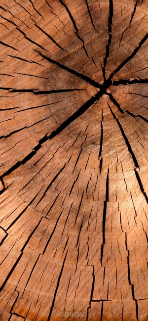 Close-up of a cracked wood log cross-section