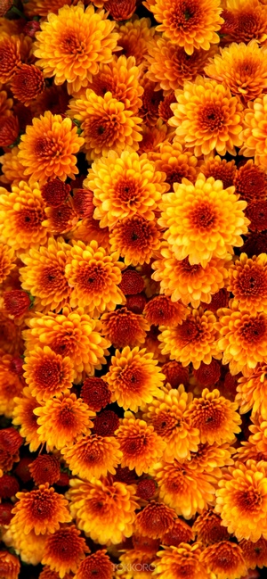 Orange and yellow chrysanthemums