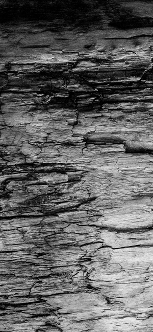 Close-up of a weathered rock surface