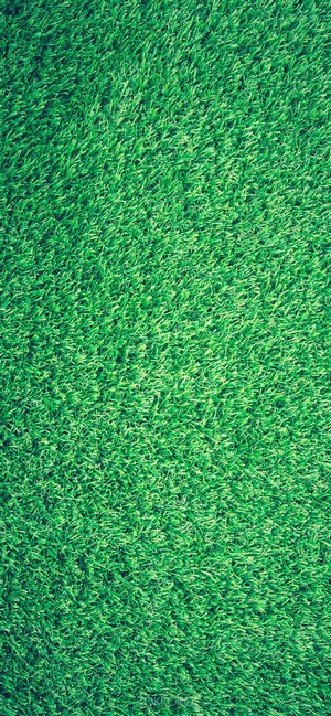 Green grass texture