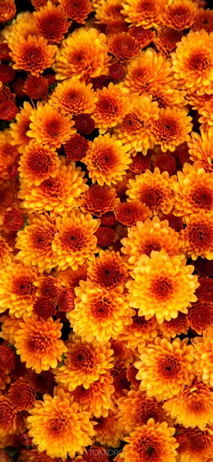 Close-up of orange and red chrysanthemums