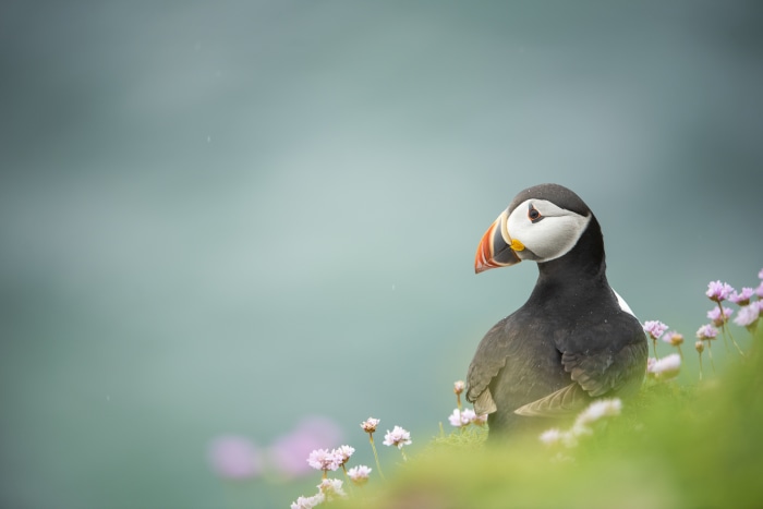 Puffin bird on a cliff with flowers 4K