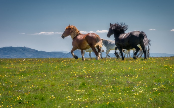 Horses running through a field of yellow flowers