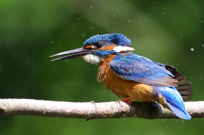 Common Kingfisher perched on a branch in the rain